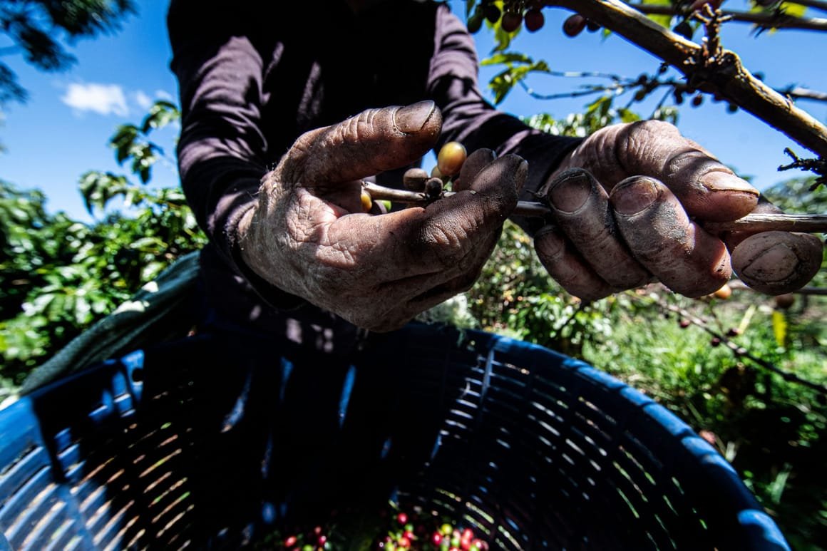 COSTA RICA-AGRICULTURE-MIGRATION-COFFEE