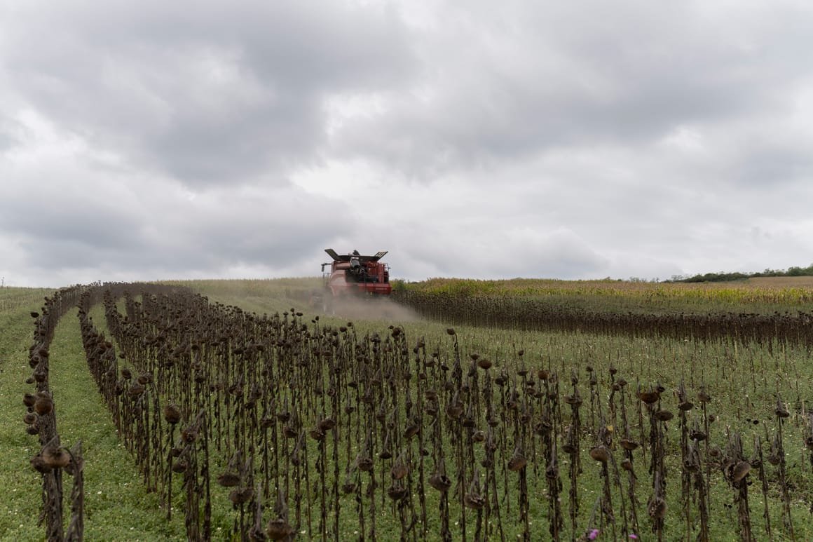 Drought Shrinks Romania’s Sunflower Harvest Yield
