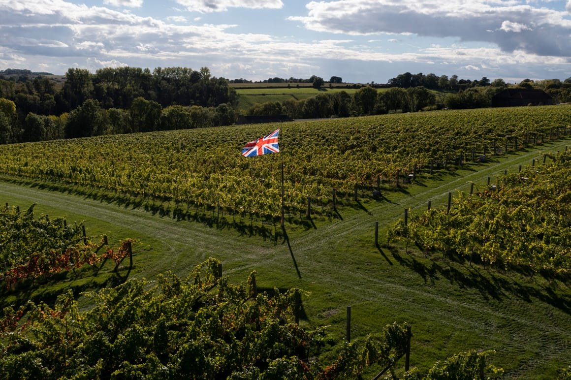 gettyimages-1428637663-scaled-1 The UK Grape Harvest Begins At Exton Park Vineyard