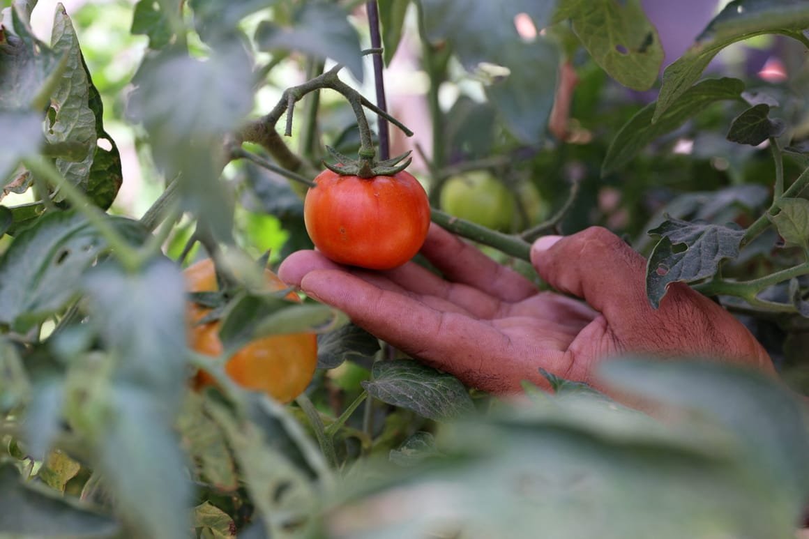 PALESTINIAN-ISRAEL-CONFLICT