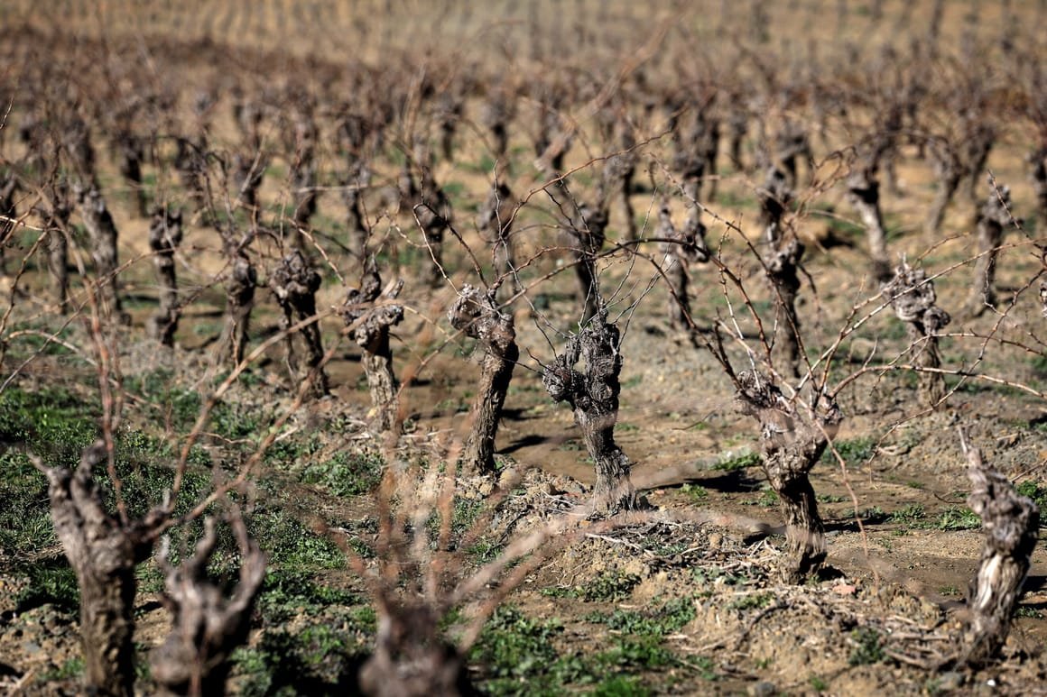 FRANCE-AGRICULTURE-CLIMATE-WINE-DROUGHT
