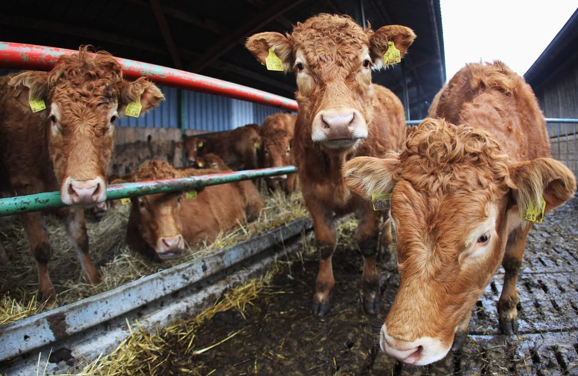Organic Farms Likely To Benefit From Dioxin Scandal