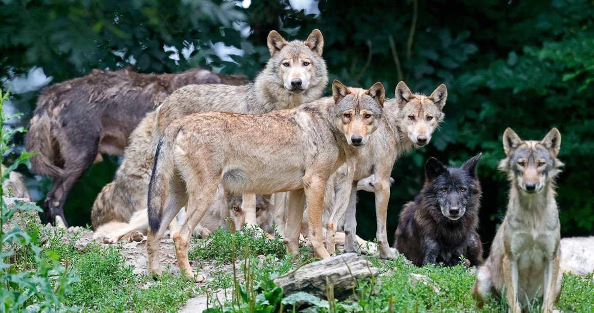 Animals at wildlife park Bad Mergentheim