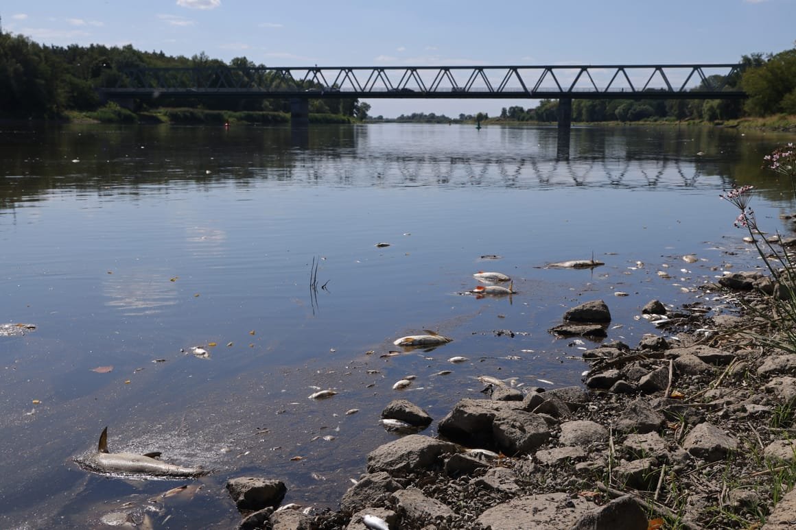 Oder River Hit By Possible Industrial Spill, Thousands Of Fish Dead