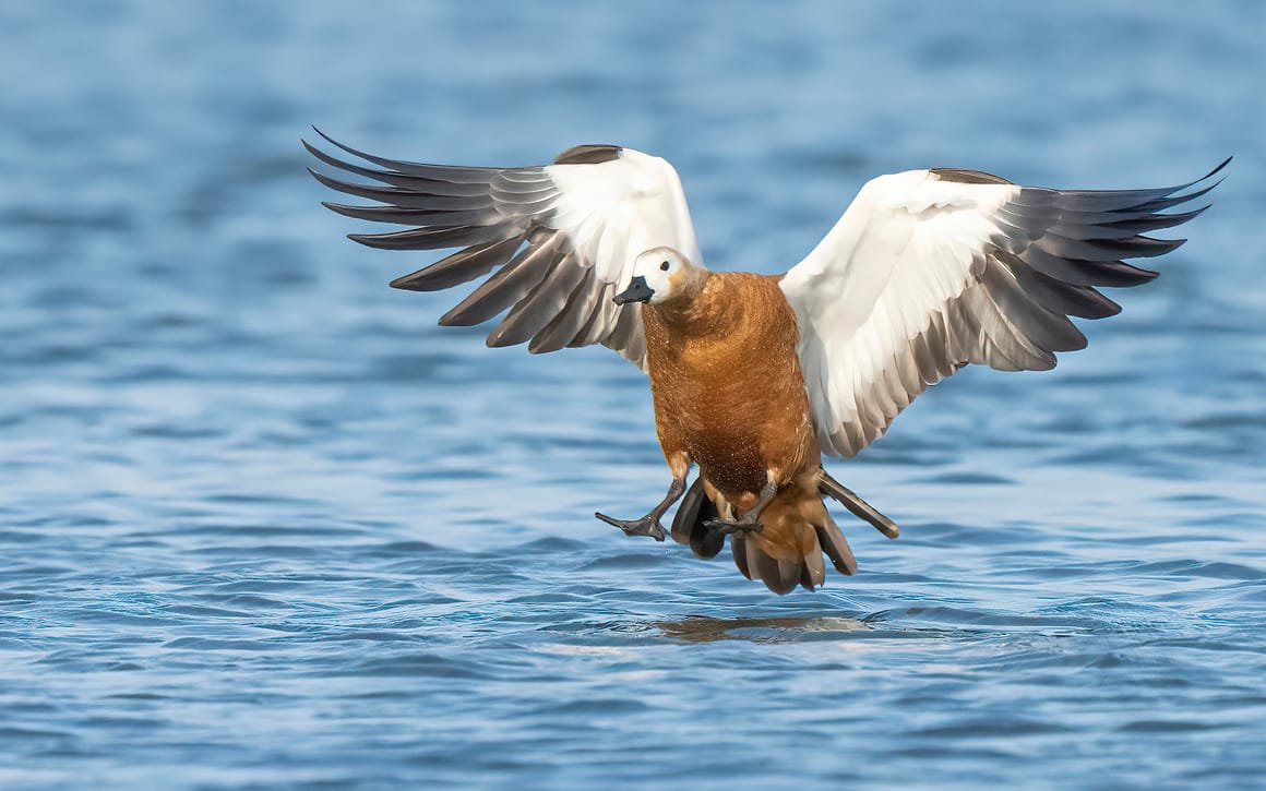 The_Ruddy_shelduck