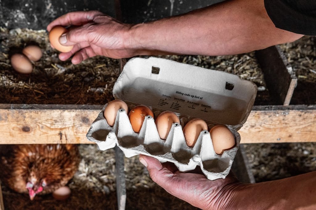 Dutch warned not to eat homegrown eggs over forever chemicals fears