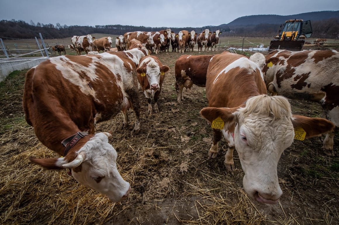 HUNGARY-AGRICULTURE-LIVESTOCK-ANIMALS-DISEASE